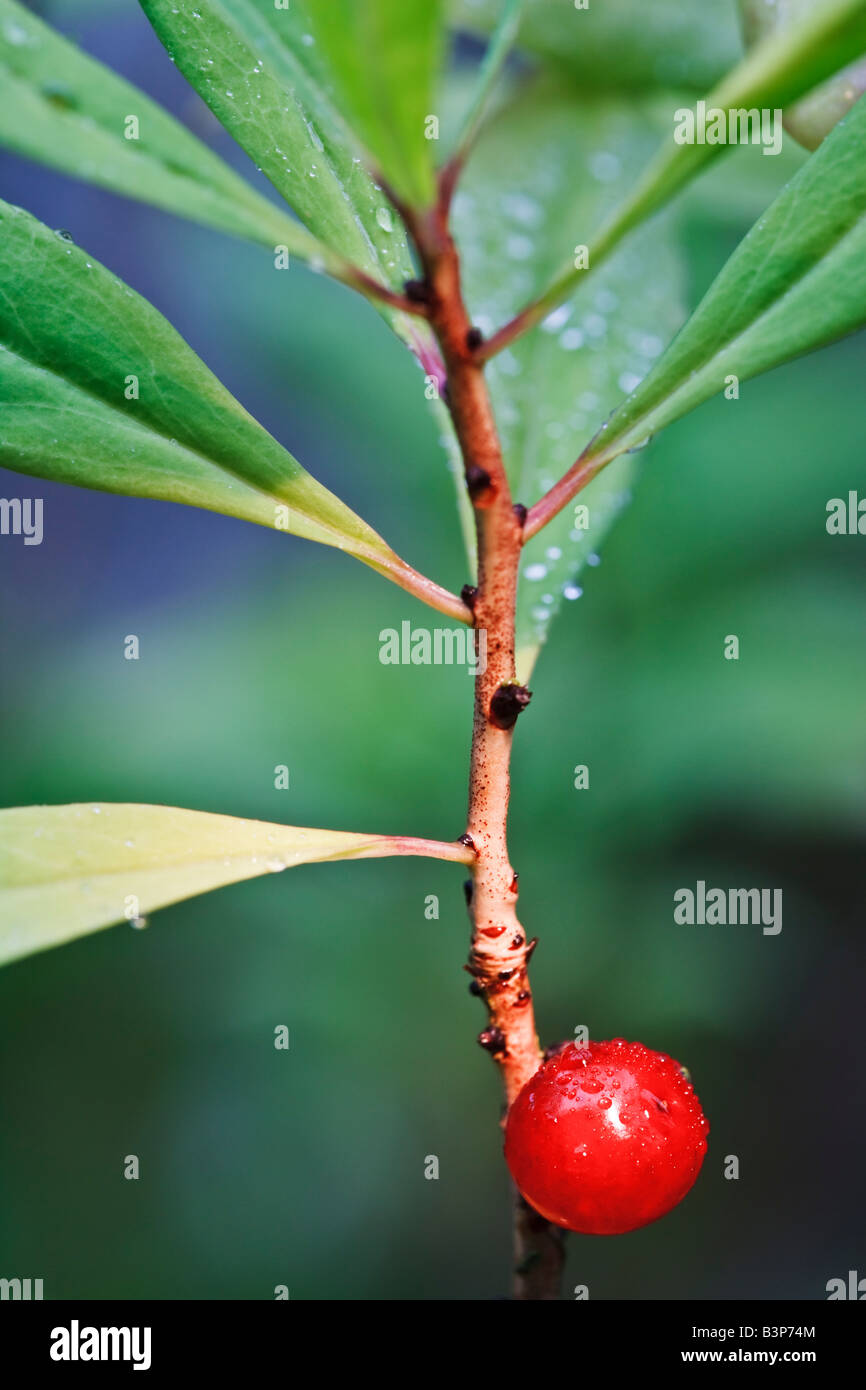 A berry on a daphne mezereum, a flowering plant in the family thymelaeaceae. Stock Photo