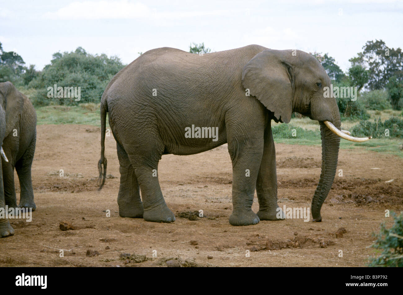 AFRICAN ELEPHANT (LOXODONTA AFRICANA) / THE ARK, ABERDARE NATIONAL PARK, KENYA, AFRICA Stock Photo