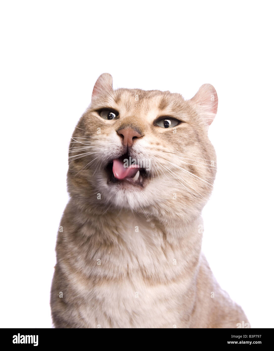 Closeup headshot of cat with mouth open isolated on white background