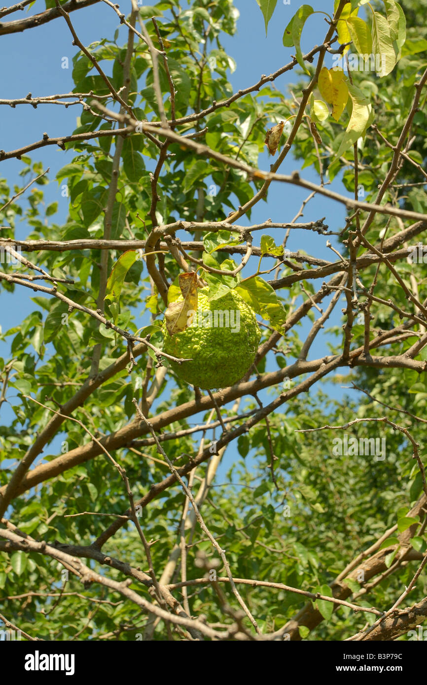 Osage orange branches and fruit, otherwise known as hedgeapple. Stock Photo