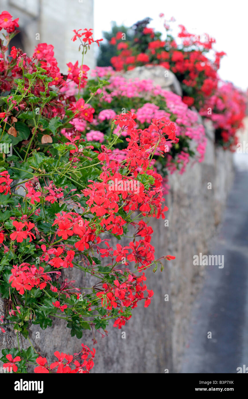 TRAILING IVY LEAVED PELAGONIUMS CASCADE OVER A WALL AT LOCHES INDRE ET LOIRE FRANCE Stock Photo