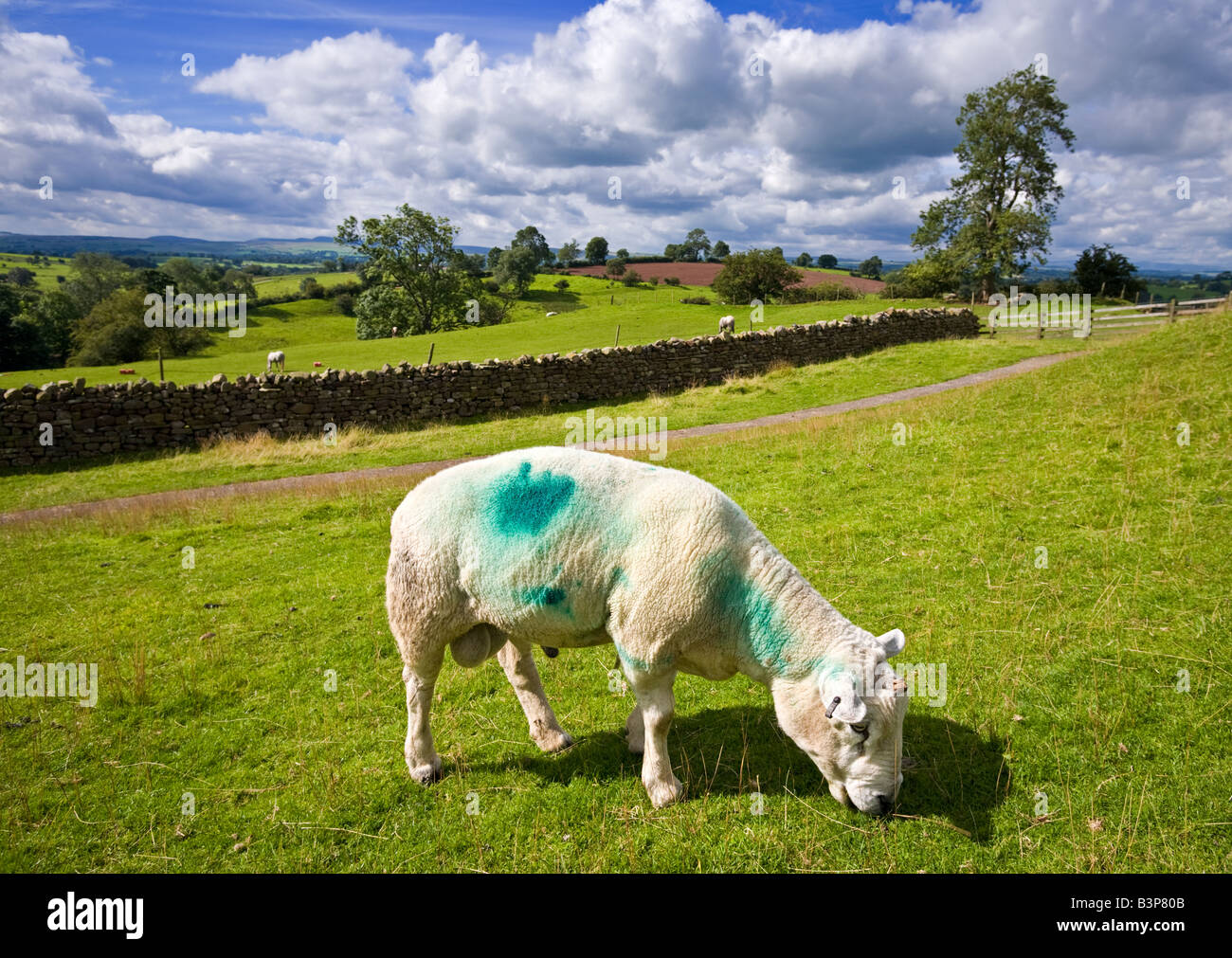 Single horn Texel ram grazing in the Teesdale countryside on the Cumbria border in England UK Stock Photo