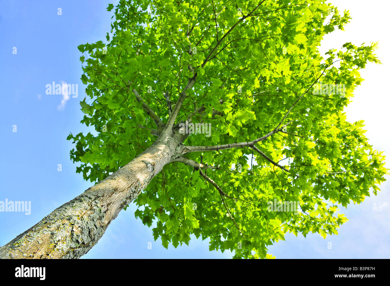 Green tree on background of blue sky Stock Photo - Alamy