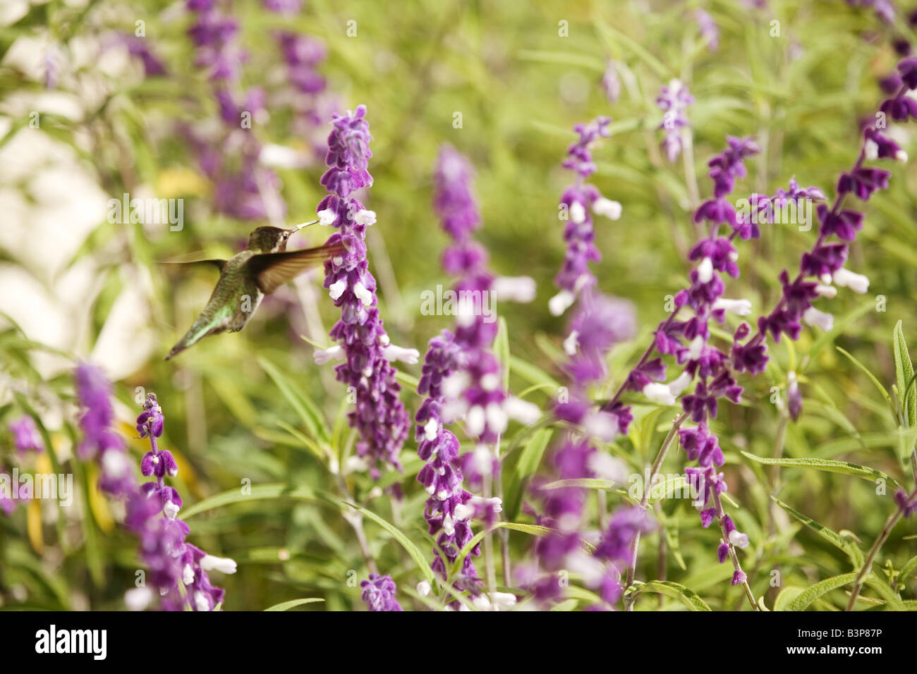 A hummingbird eating the nectar of a Salvia Leucantha plant. Stock Photo