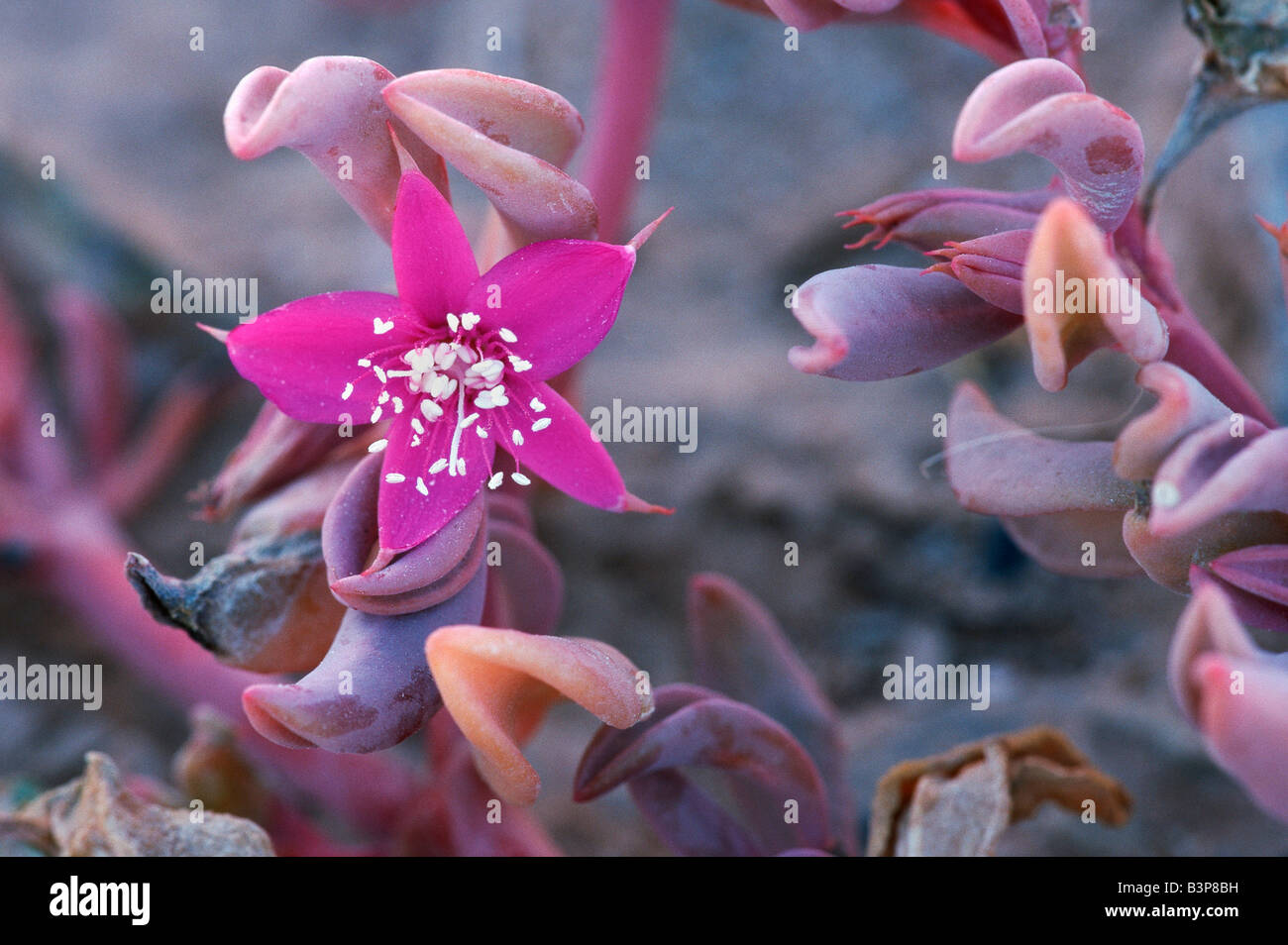 Aizoaceae blooming Namib Desert Namibia Africa Stock Photo