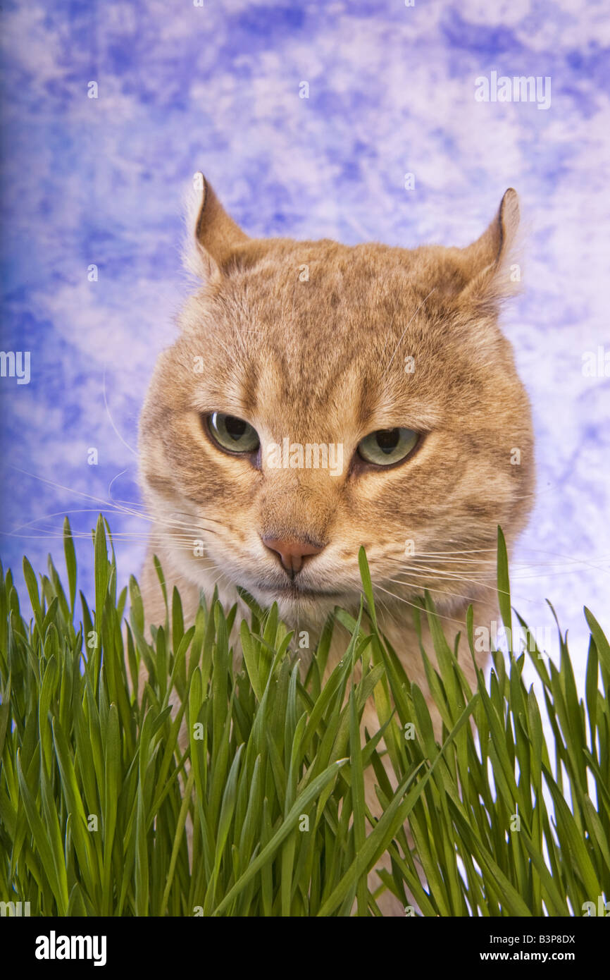 Cute cat in the green grass with blue sky background Stock Photo - Alamy