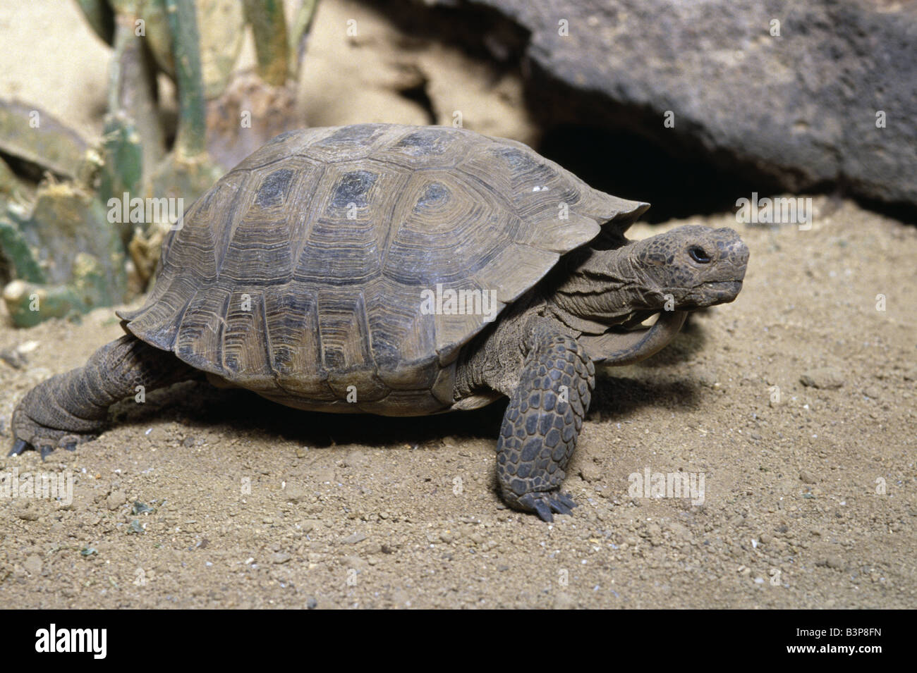 DESERT TORTOISE (GOPHERUS AGASSIZII Stock Photo - Alamy