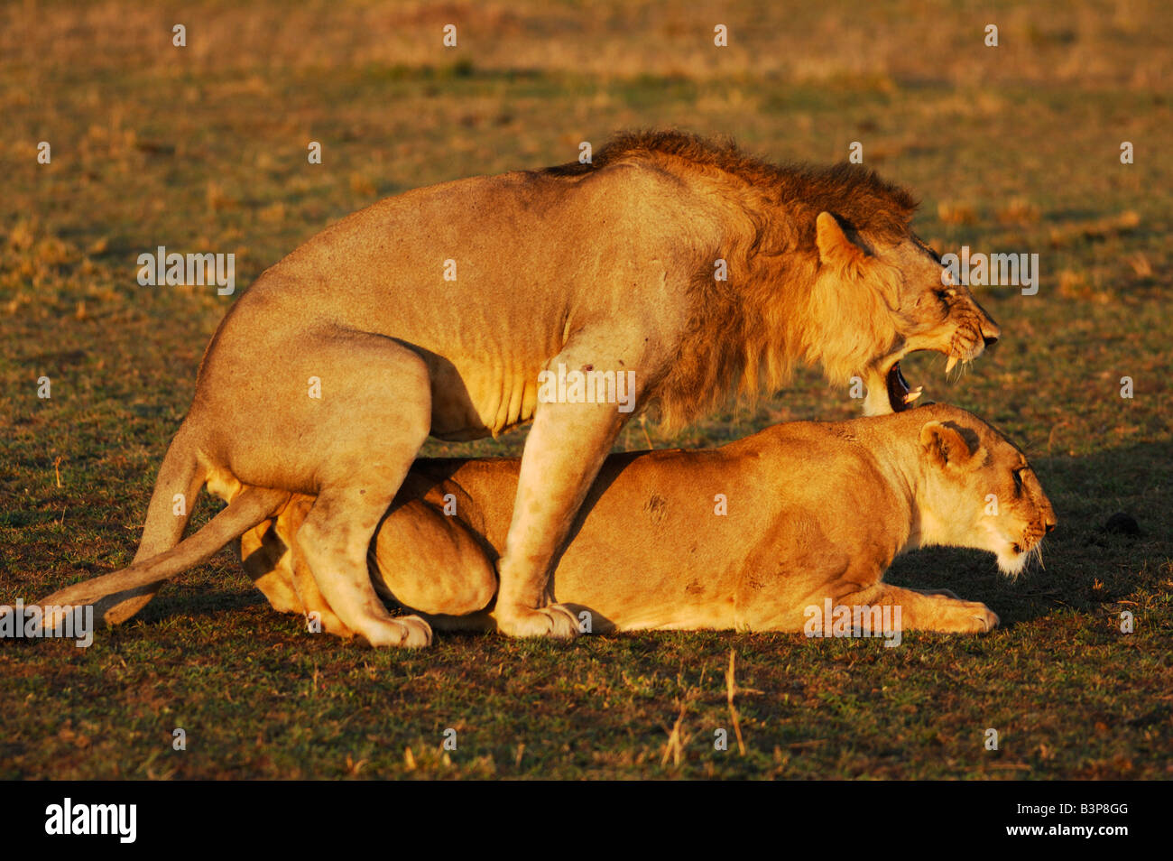 African Lion Panthera leo pair mating Masai Mara Kenya Africa Stock Photo