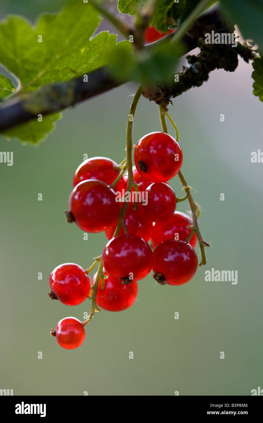 Red currant ribe closeup Stock Photo