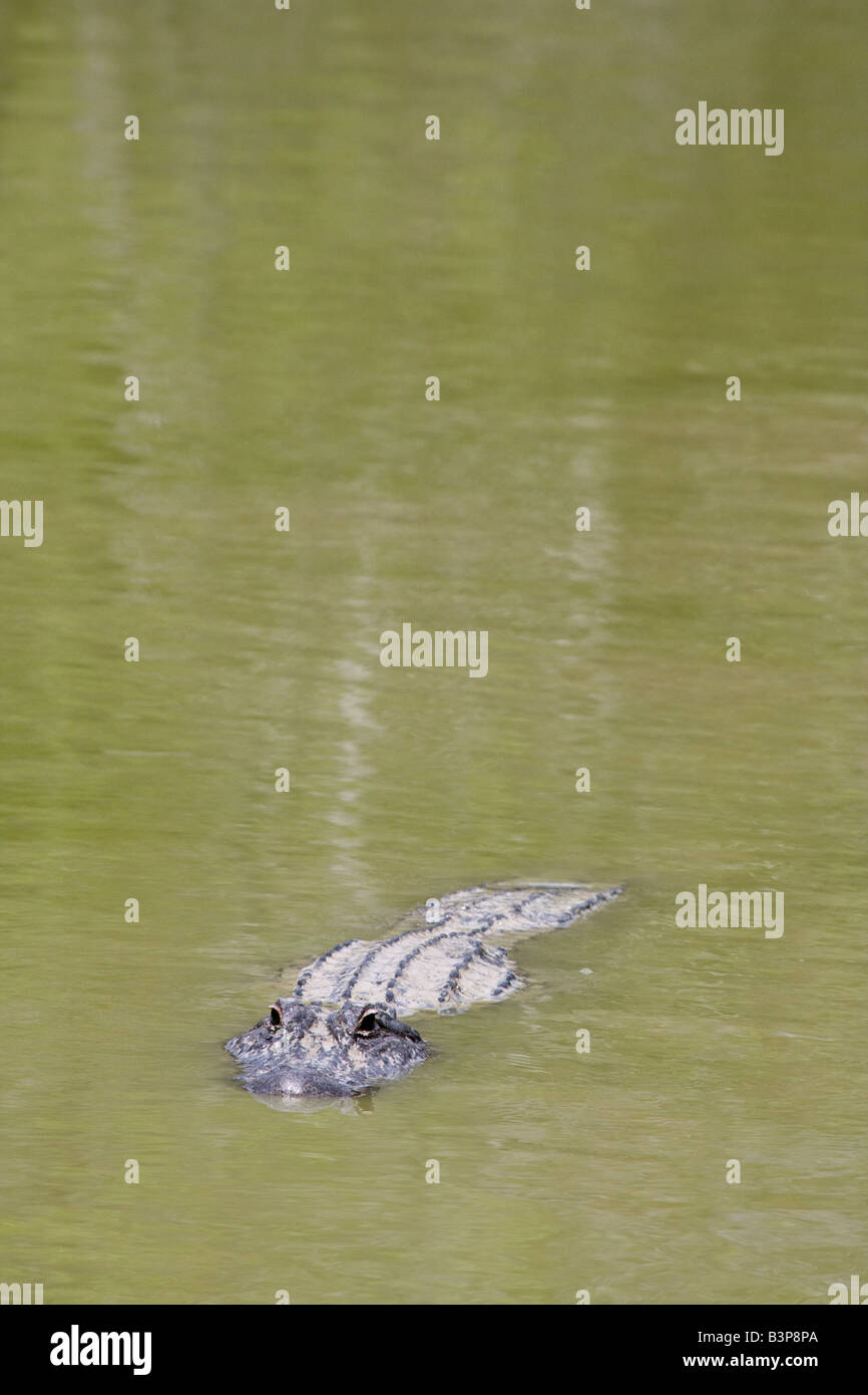 Swimming alligator in Florida Everglades, USA Stock Photo