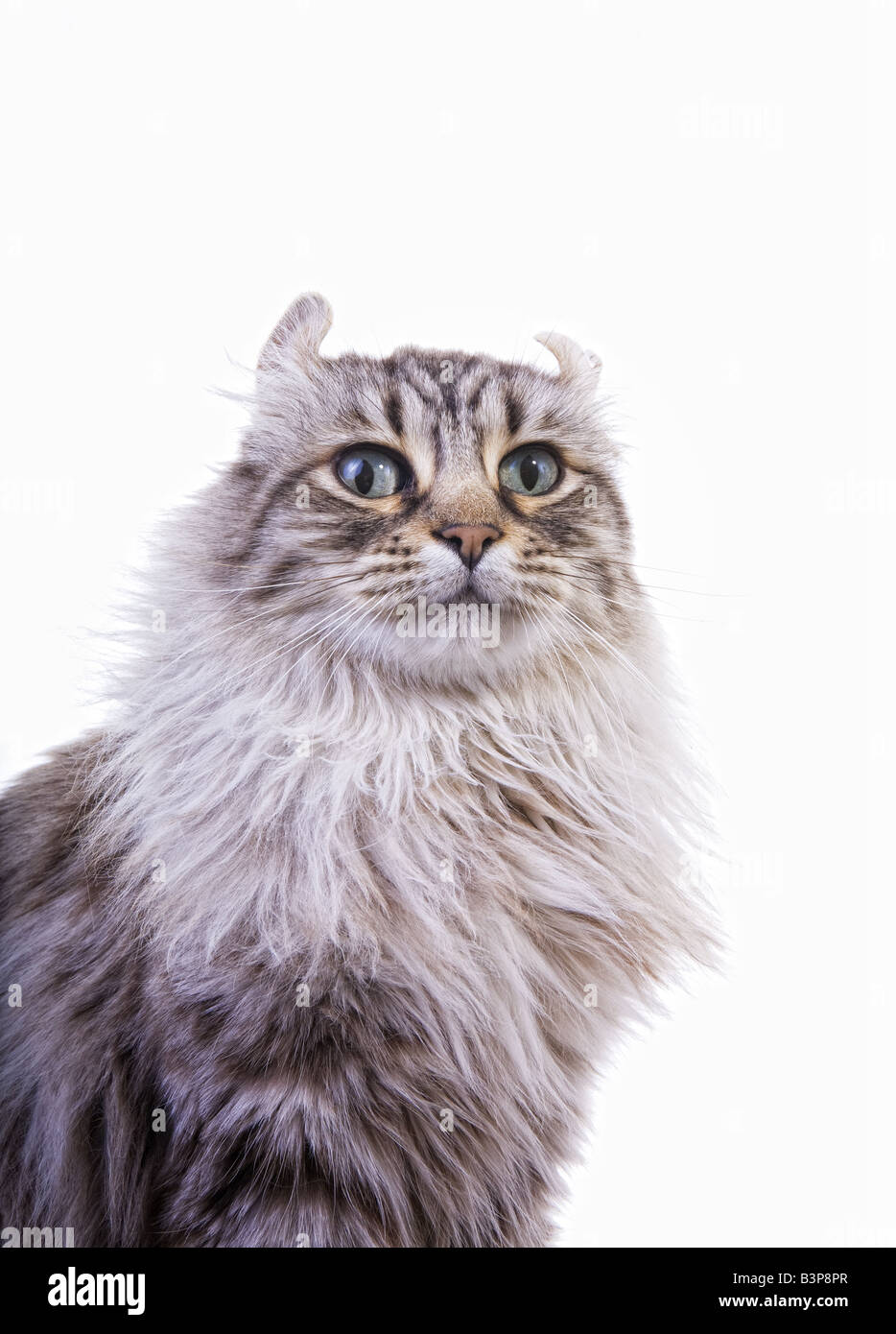 Cat with proud expression isolated on white background Stock Photo