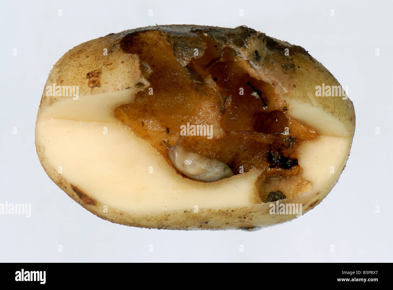 Grey field slug and damage to a potato tuber variety Kestrel Stock Photo