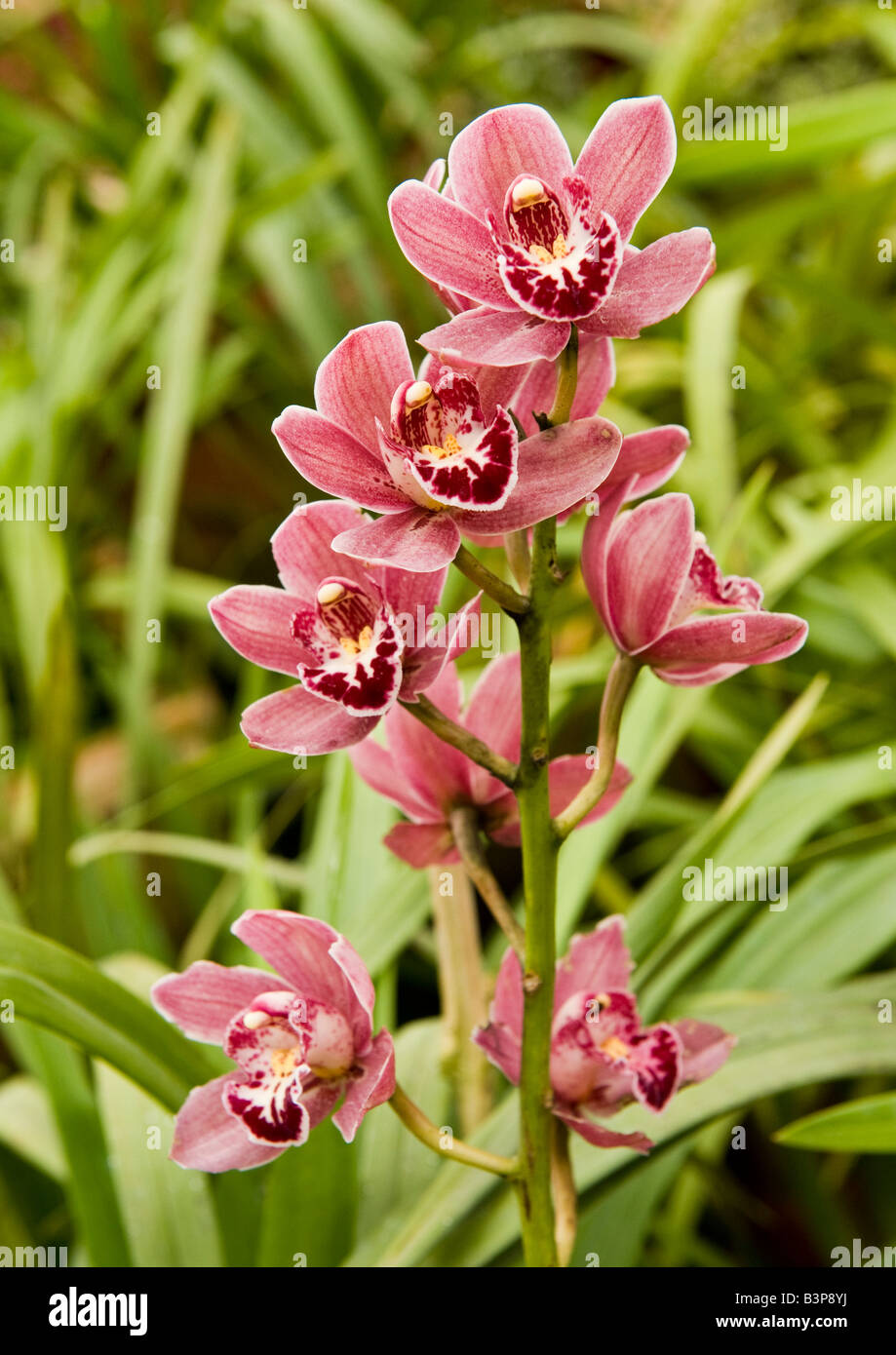 Blossoming Golden Rod orchid with long leaves revealing its showy pink flowers in striking contrast of yellow and maroon petals. Stock Photo