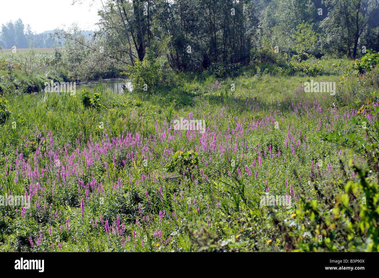 PURPLE LOOSESTRIFE LYTHRUM SALICARIA GROWING IN A WATERMEADOW NEAR RIVER INDRE FRANCE Stock Photo