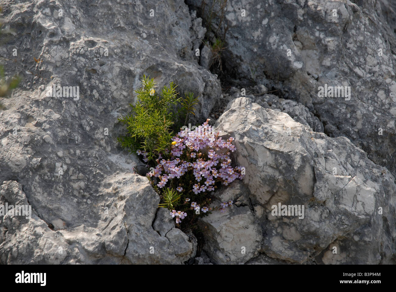Cliffhanger (Chaenorhinum Villosum) growing out of rock, Sierra de la Forada, Alicante Province, Comunidad Valenciana, Spain Stock Photo