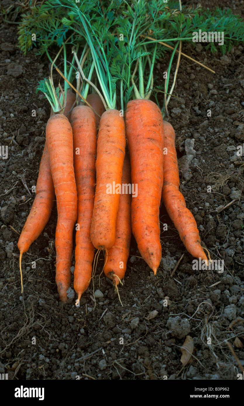 Garden Carrots Imperator Daucus carota var sativus USA Stock Photo Alamy