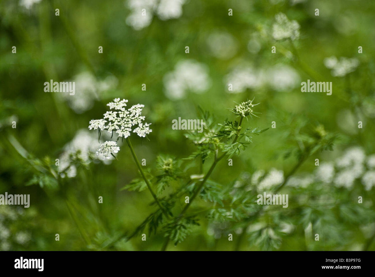Fools parsley hires stock photography and images Alamy