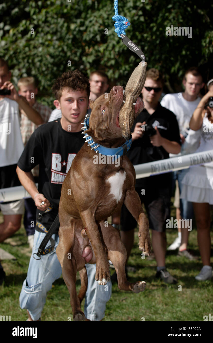 Pit Bullsduring jumping competitions, Pit Bull Show in Zbroslawice