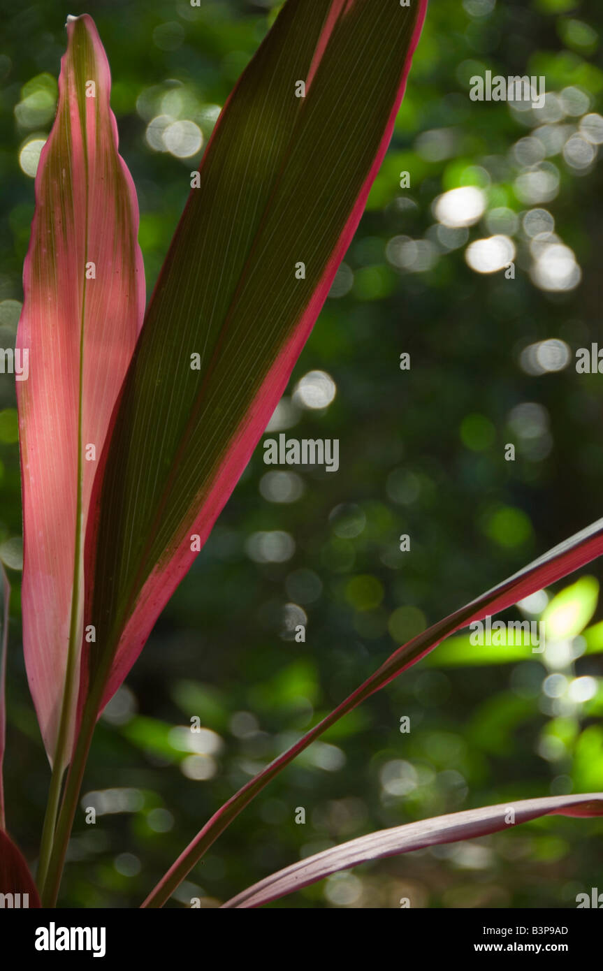 Spikey Flax PLant Leaves Stock Photo