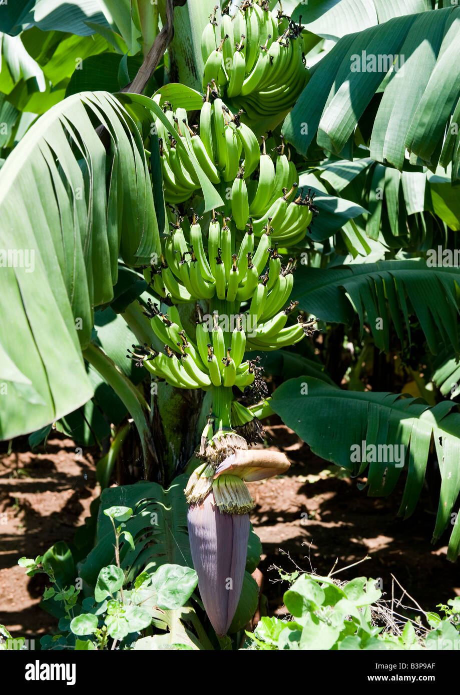 View of a banana tree showing the growth of bunches of bananas on its stem with its flower getting ready for cultivation. Stock Photo