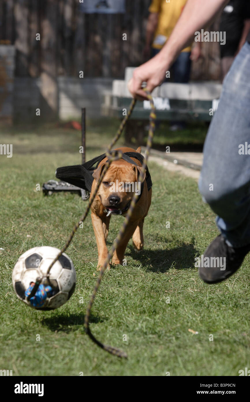 Dog chase man hires stock photography and images Alamy