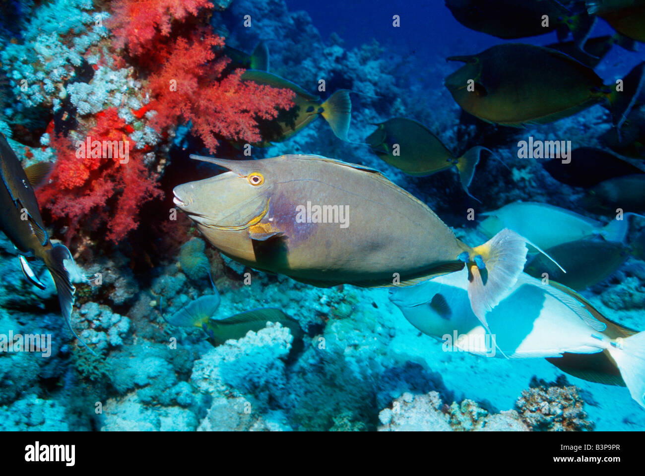 Blue spine unicornfish Naso unicornis Egypt Red Sea Stock Photo