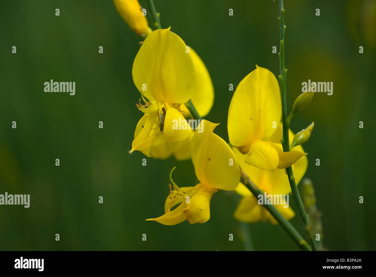 Genista Stock Photo