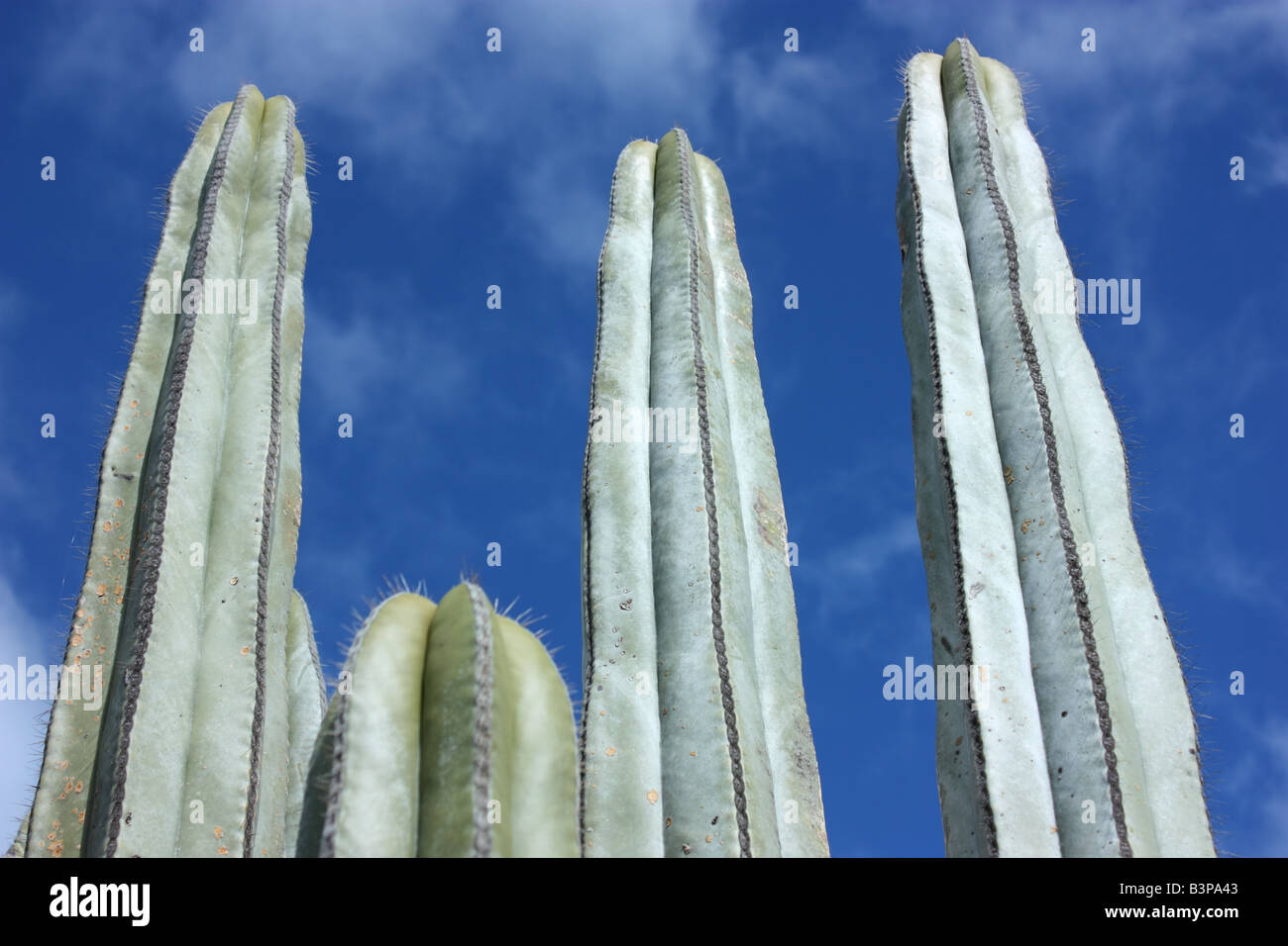 four cacti against the blue sky in the mountains Stock Photo