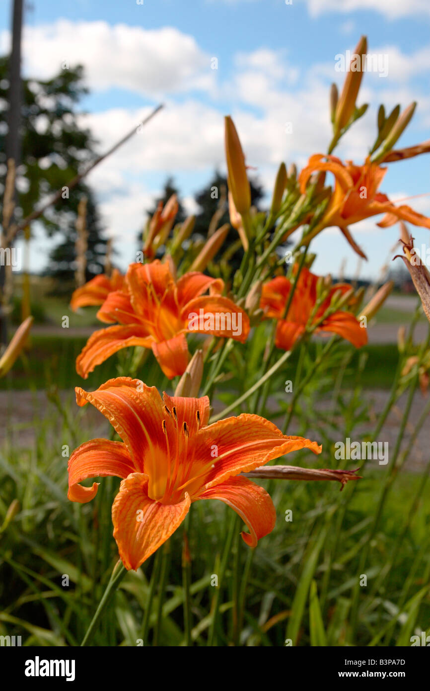 Tiger lilies hi-res stock photography and images - Alamy