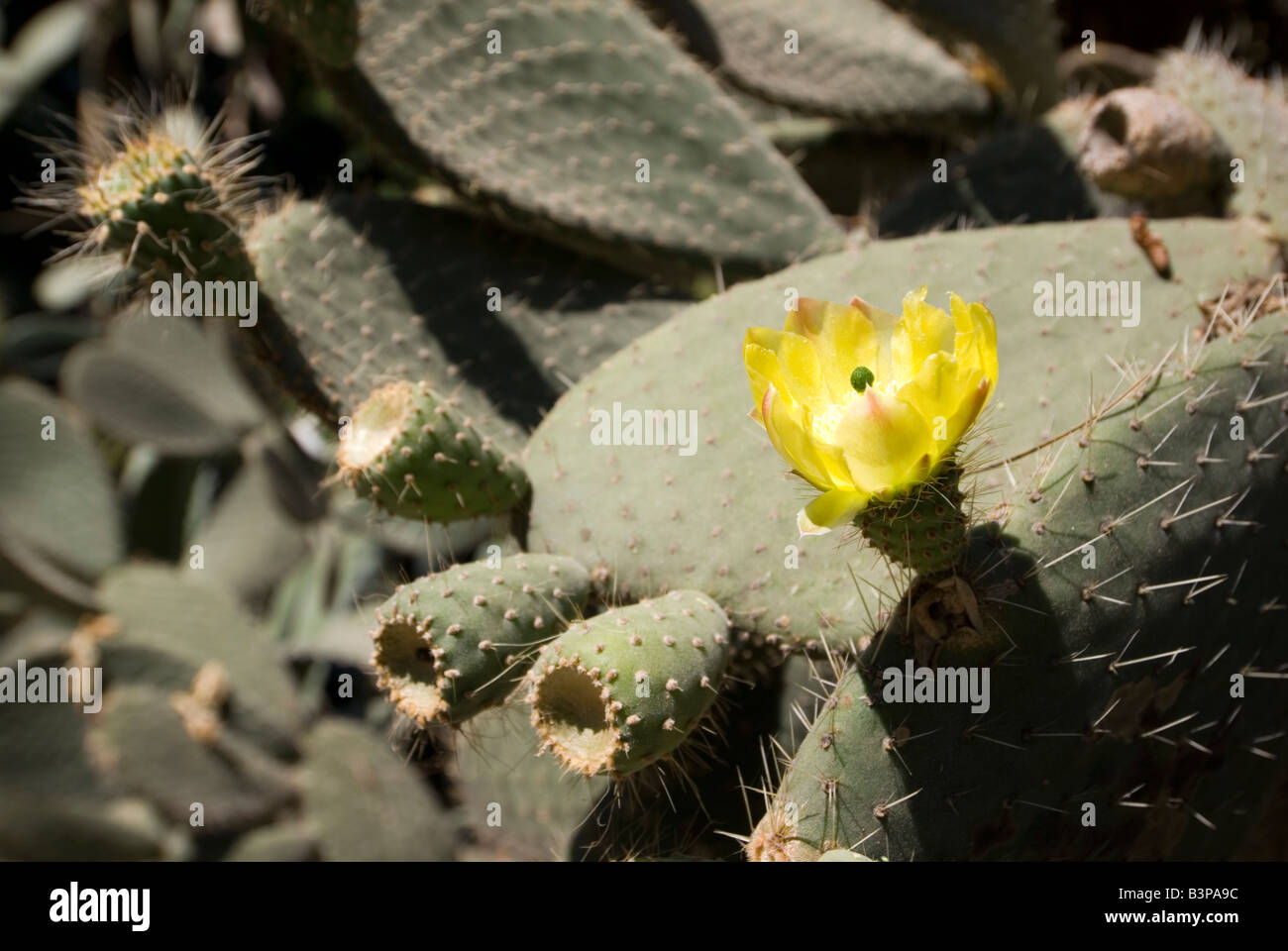 Flowering cactus plant in the Botanical Garden or Jardi Botanic in Valencia Spain Stock Photo