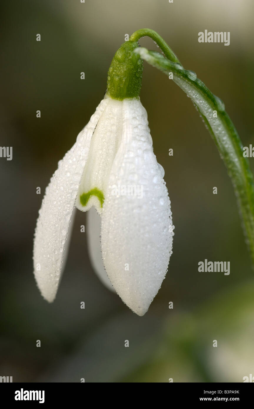 Snowdrop covered in frosty dew, galanthus nivalis Stock Photo