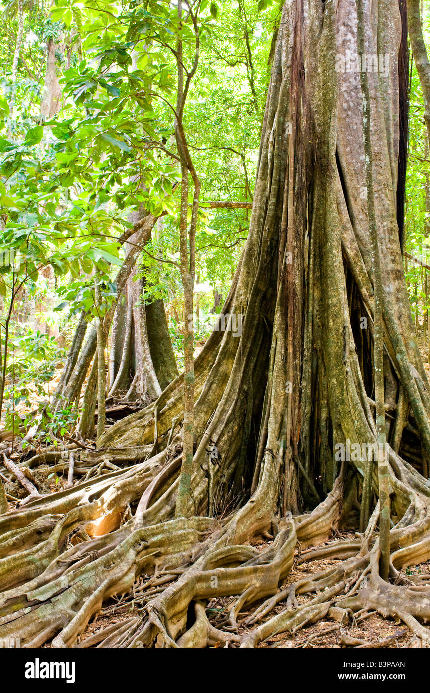 Trees showing buttress roots system, Christmas Island, Australia Stock Photo