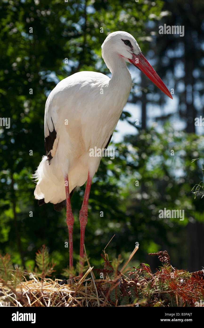 Close-up of a White Stork (Ciconia ciconia) Stock Photo