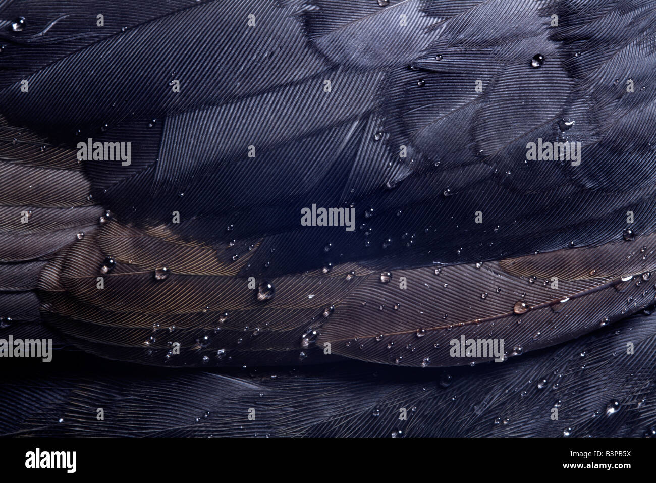 Blackbird (Turdus merula), plumage, Stock Photo