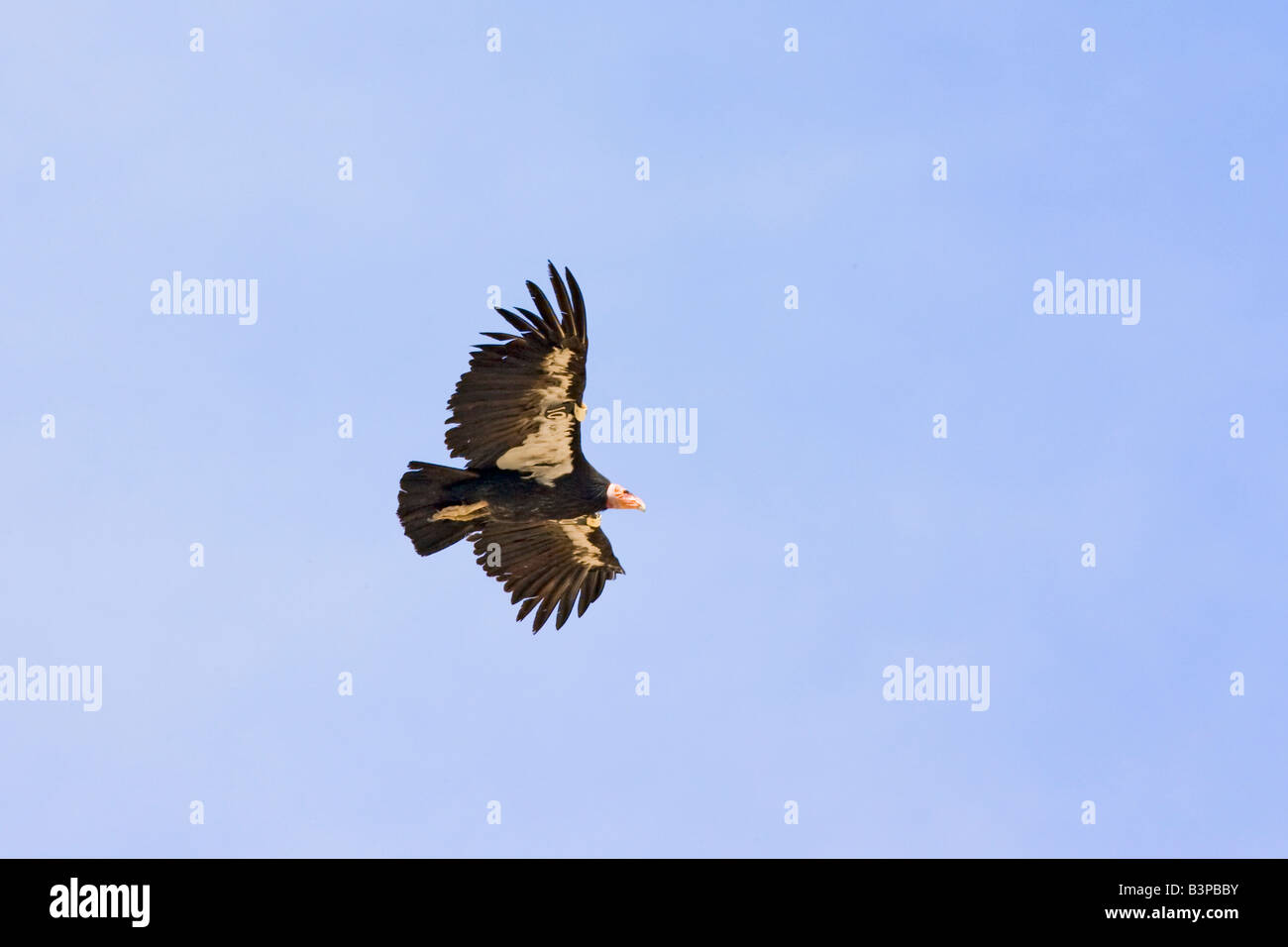 California Condor Gymnogyps californianus Stock Photo