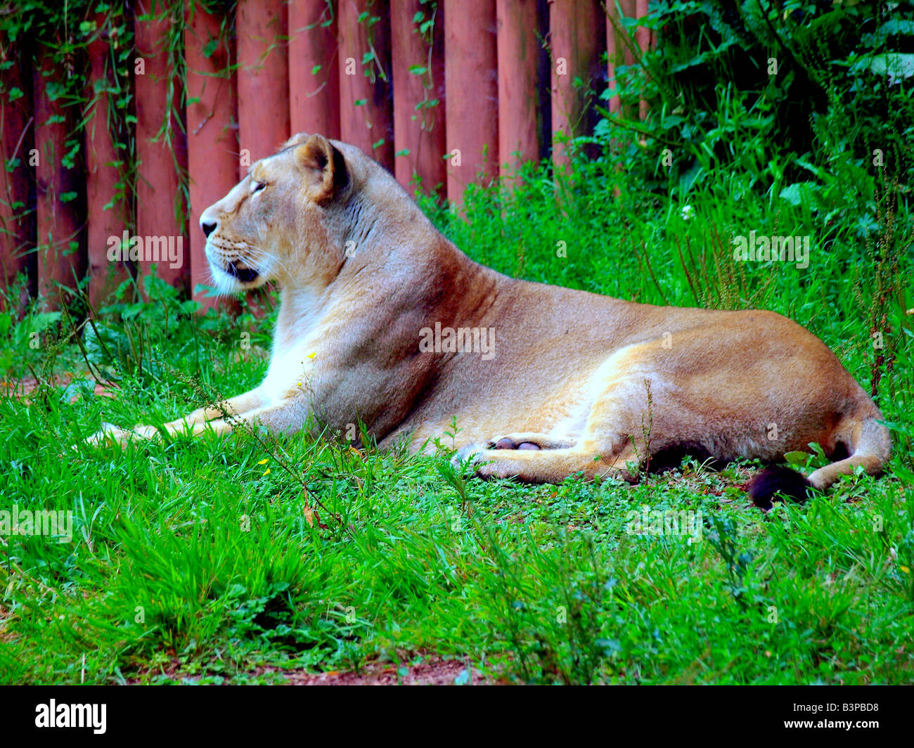 Asiatic lion one of only 50 animals in captivity and only 250 in the