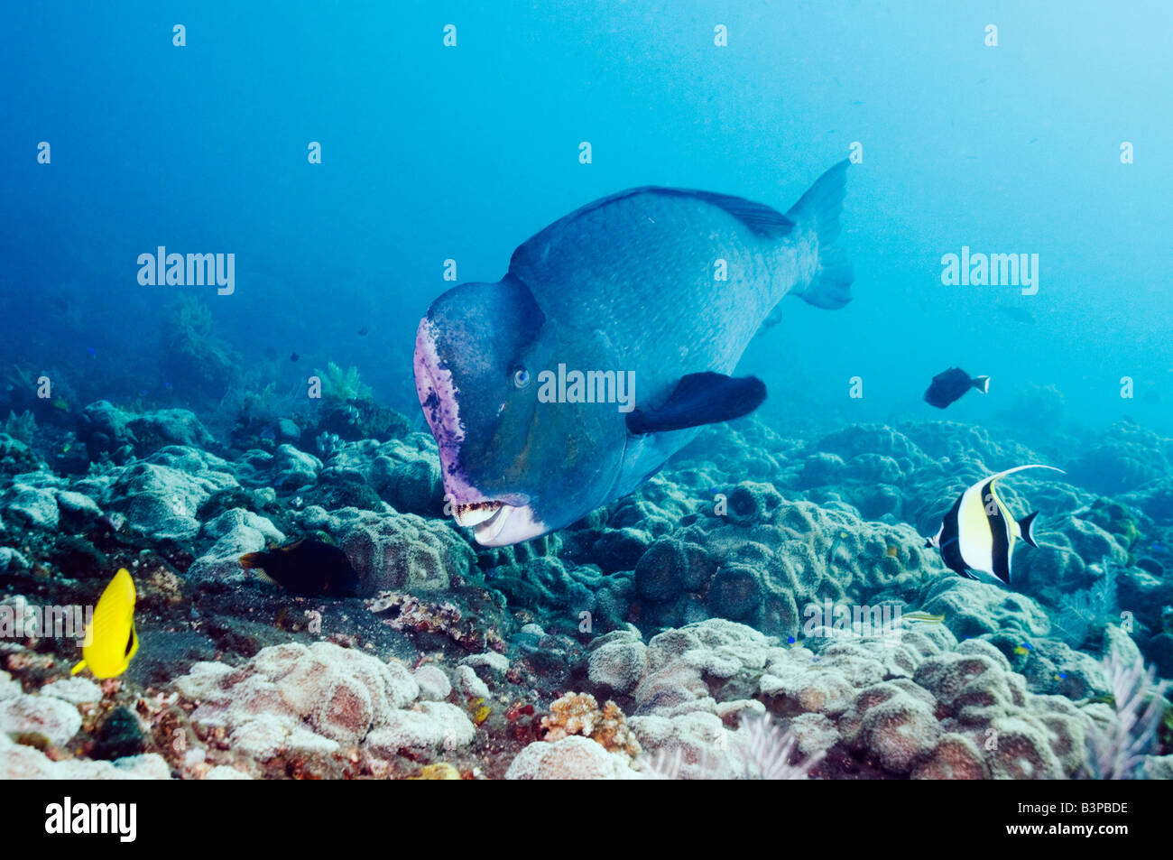 Bumphead parrotfish Bolbometopon muricatum over a coral reef on black lava sand Bali Indonesia Stock Photo
