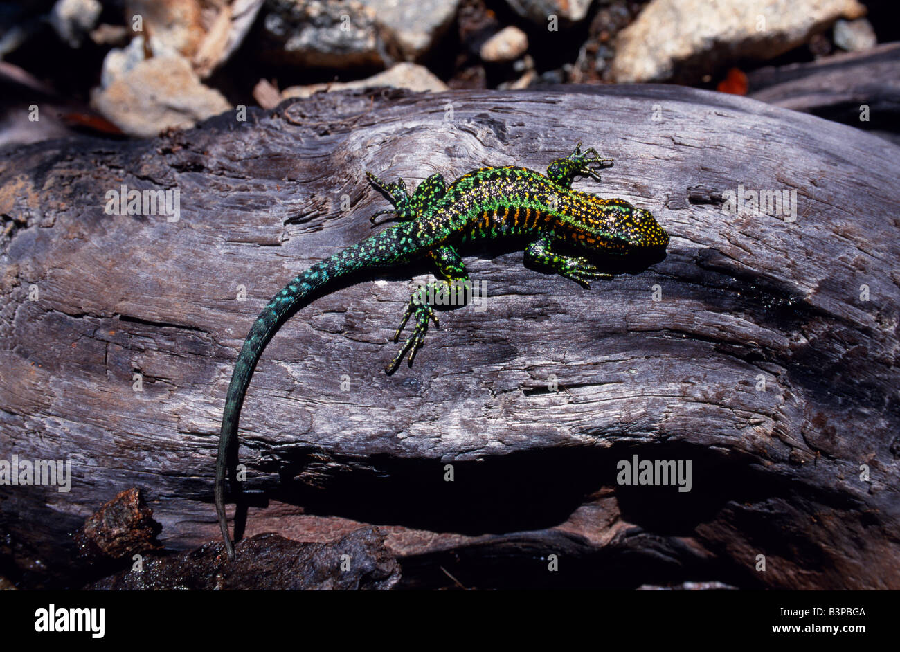 Chile, Lake District, Alerce Forest. Lizard on log Stock Photo