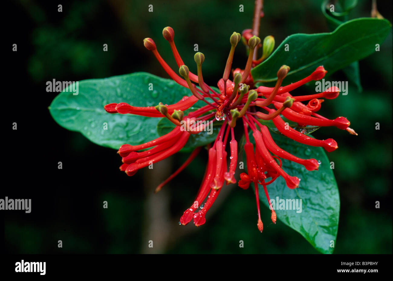 Chile, Northern Patagonia. Flower of Notro, Embothrium coccineum Stock Photo