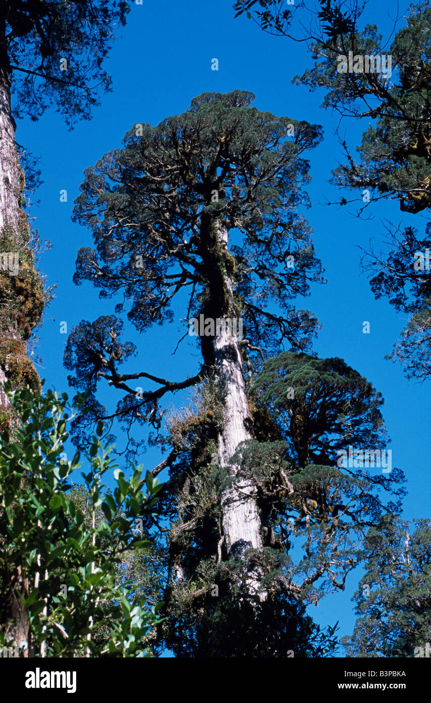 Chile, Northern Patagonia, Pumalin Park. Ancient Alerce trees (Fitzroya cupressoides) Stock Photo