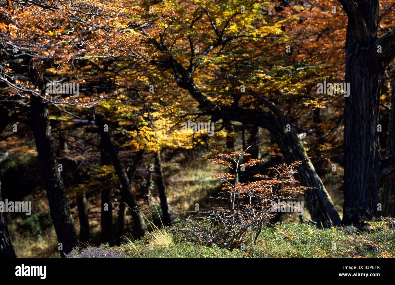 Chile, Patagonia, Torres del Paine National Park. Autumn foliage Stock ...