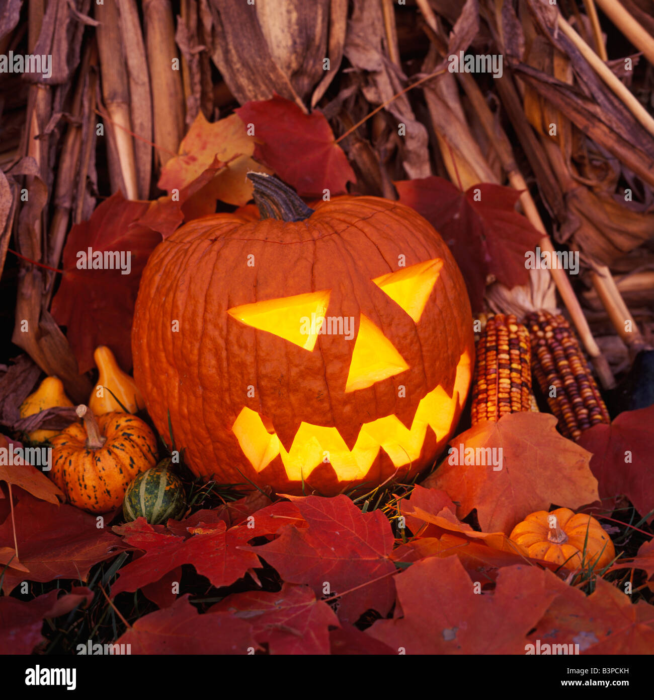 Jack O Lantern Stock Photo - Alamy
