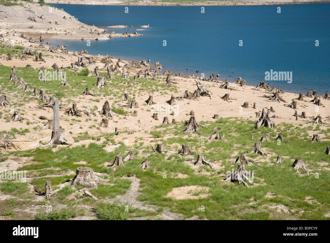 clear cut forest land, Washington State, USA Stock Photo