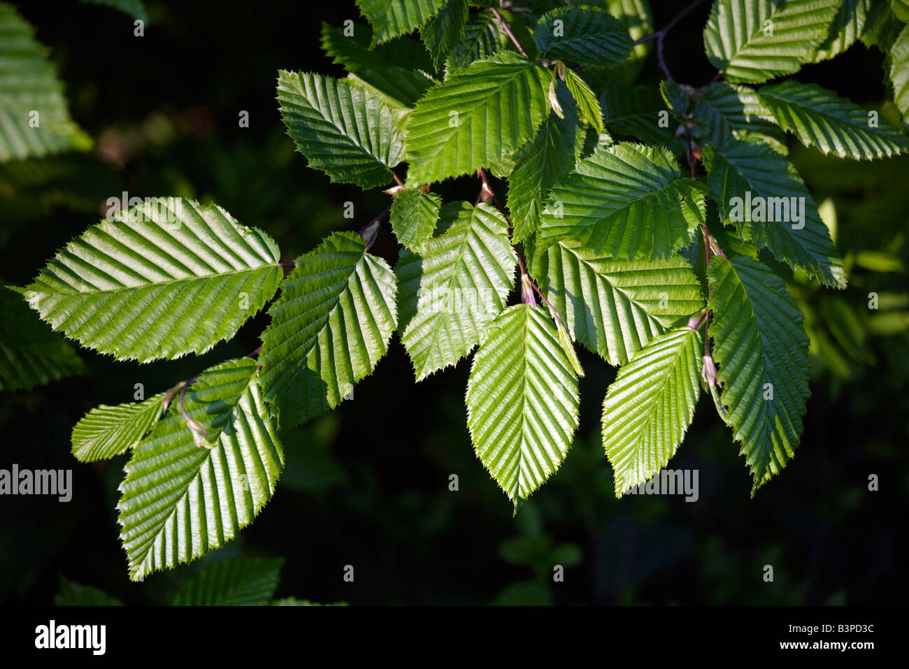 Hornbeam (Carpinus betulus), leaves, close-up Stock Photo
