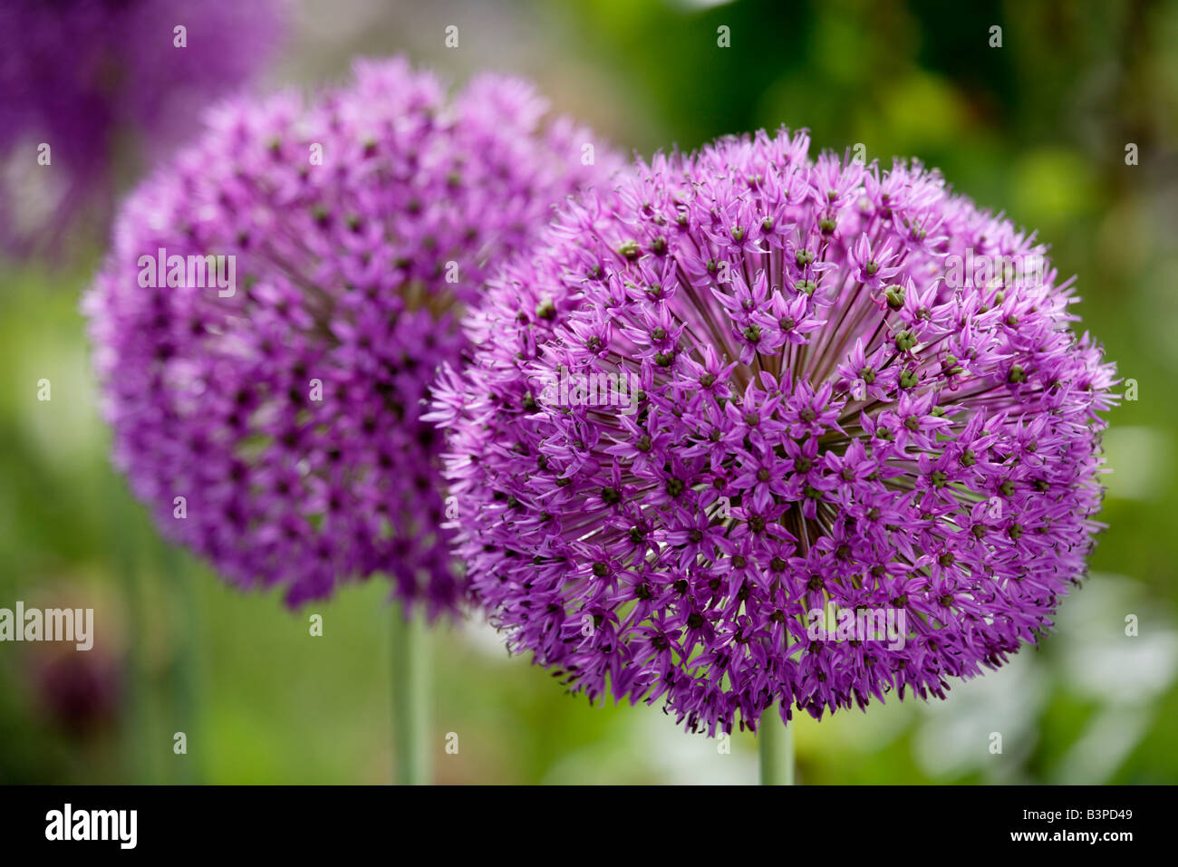 Star of Persia flowers (Allium christophii), close-up Stock Photo