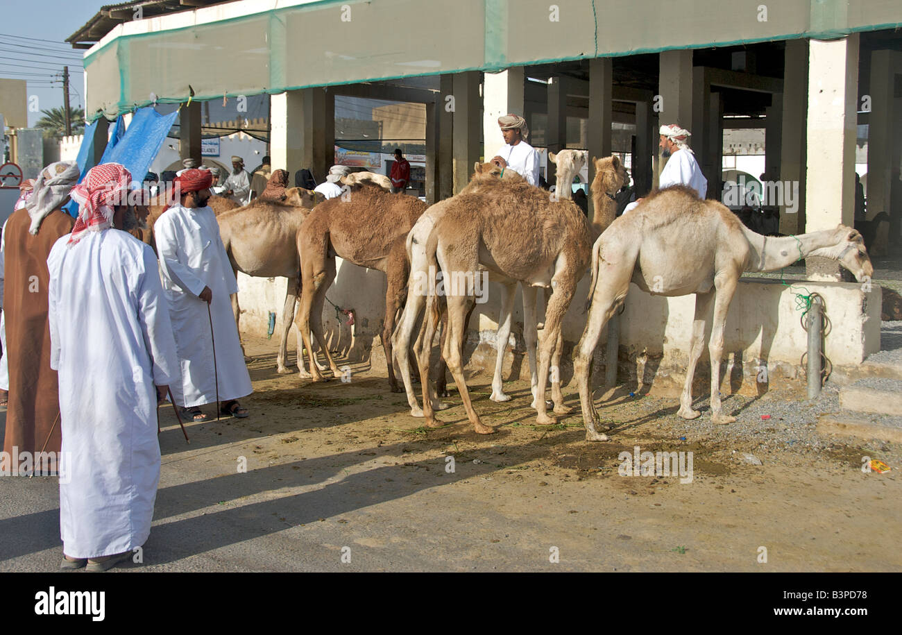 Camel market or souq Sinaw Sharqiya Region Sultanate of Oman Stock Photo