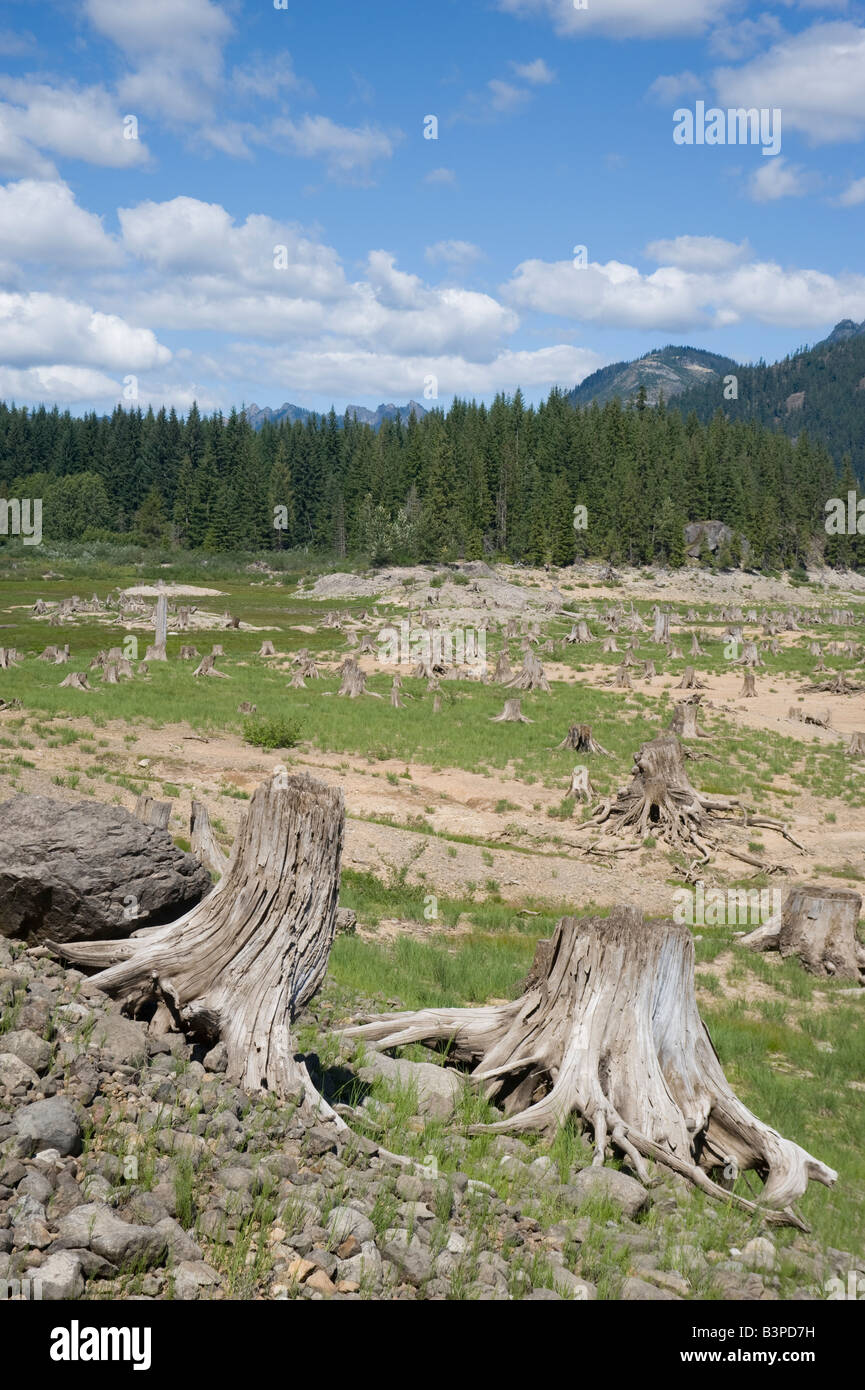 clear cut forest land, Washington State, USA Stock Photo