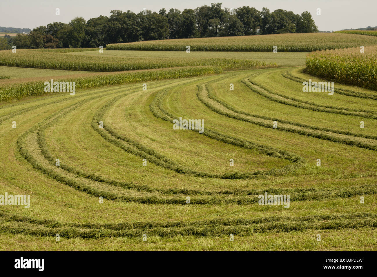 A field of new-mown hay lies in the September sun on an Amish farm in