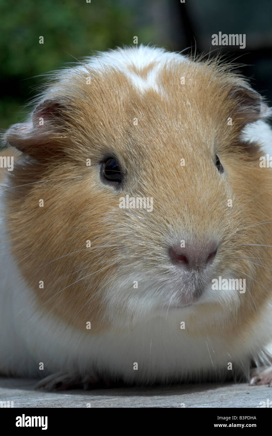 Pet Guinea Pig. UK Stock Photo Alamy