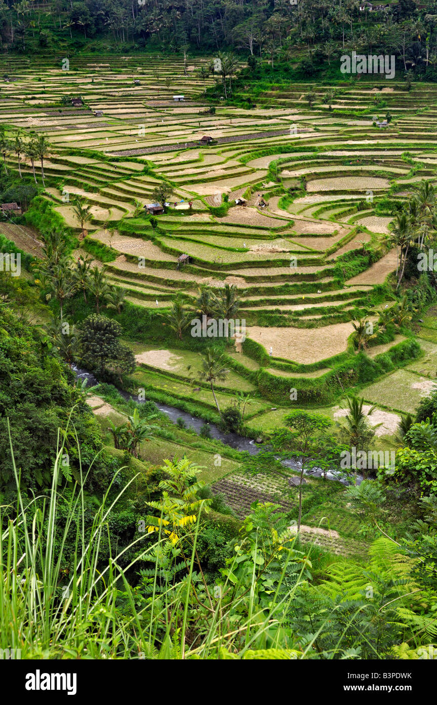 Rice terraces near Rendang, Bali, Indonesia Stock Photo